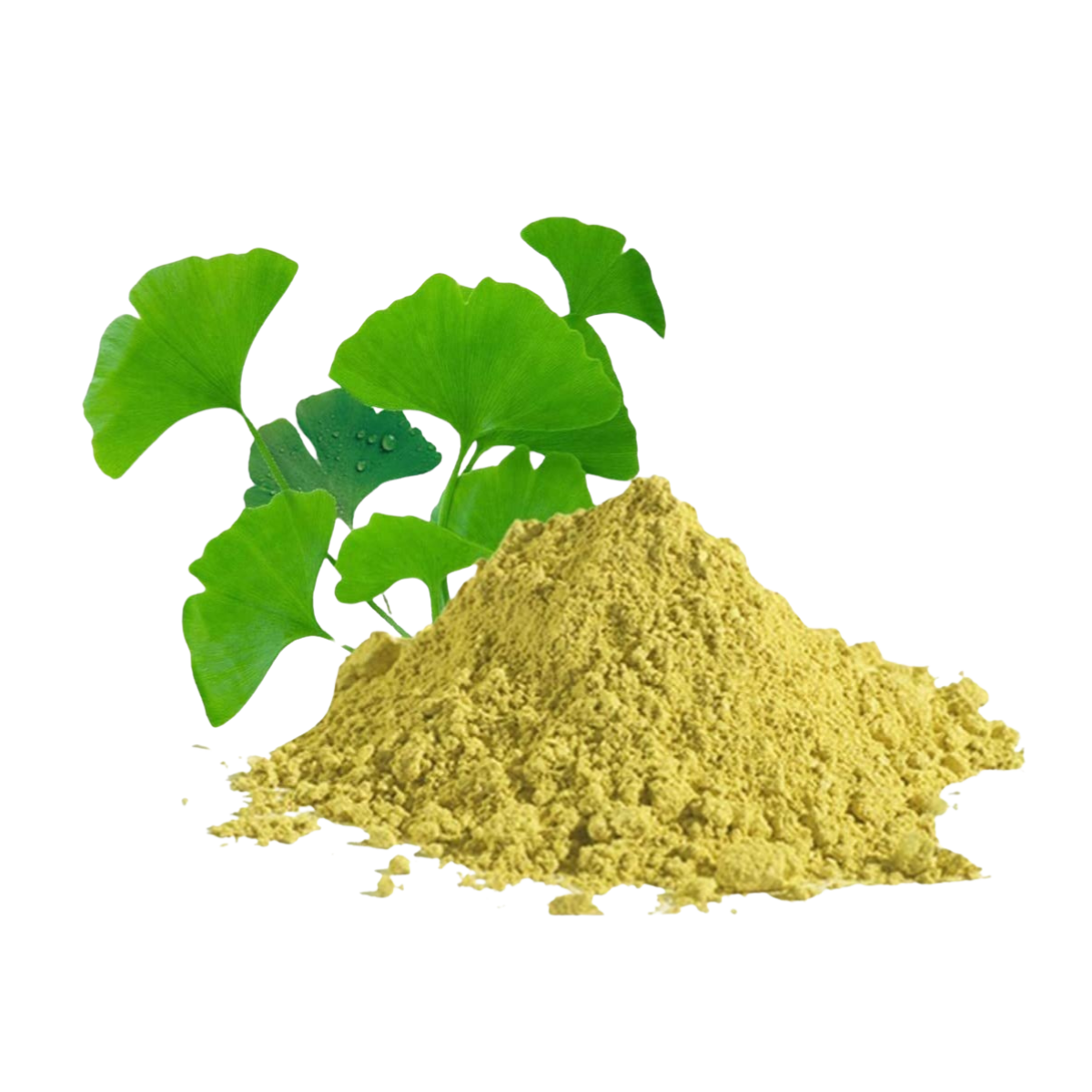 GINKGO BILOBA EXTRACT