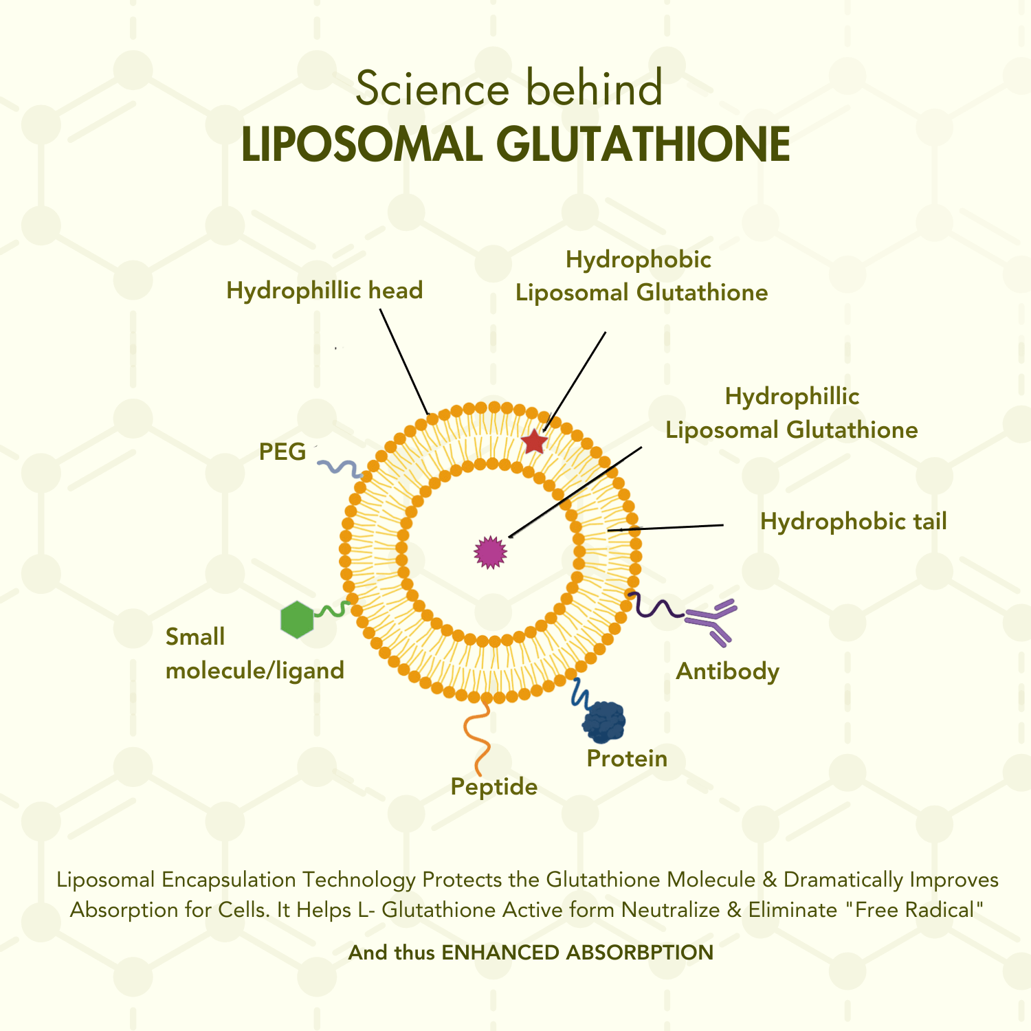 Infographic explaining the science behind WishNew Wellness Liposomal Glutathione. Features a detailed diagram of the liposomal encapsulation structure, highlighting components such as hydrophilic head, hydrophobic tail, liposomal glutathione, PEG, small molecules/ligands, peptides, proteins, and antibodies. Includes a description of how liposomal encapsulation technology protects the glutathione molecule, enhances absorption for cells, and helps neutralize free radicals, resulting in enhanced bioavailabili